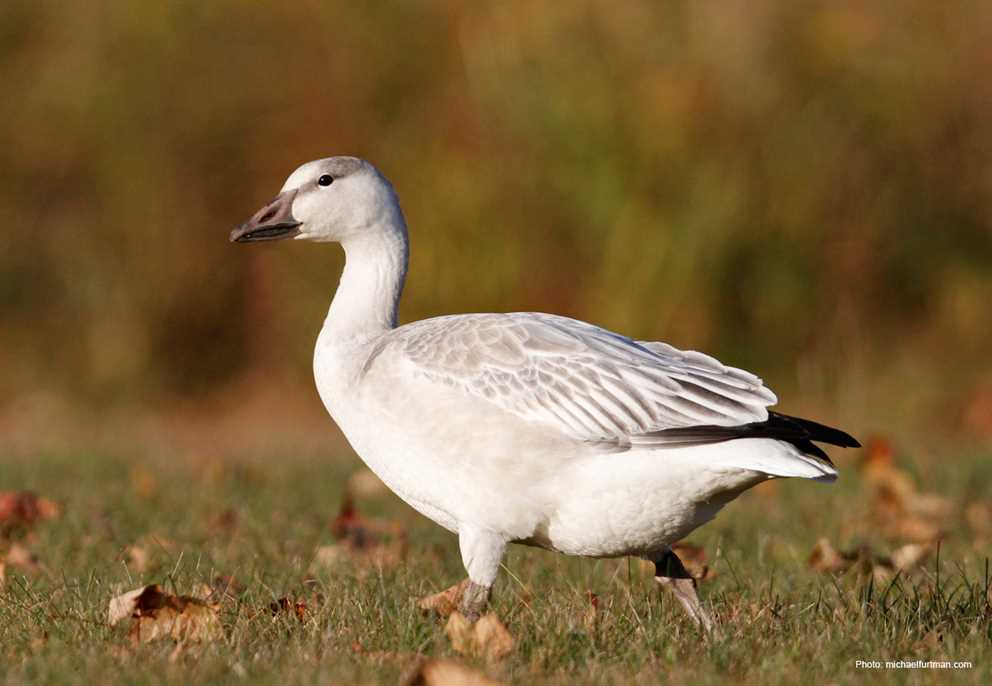 Snow Goose Image